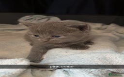 Domestic Shorthair cats for sale: Two Beautiful grey girls  - Image 9