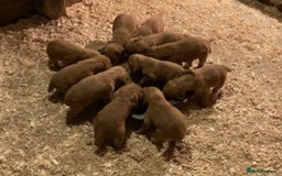 Cocker Spaniel dogs for sale: Cocker Spaniel Puppies  - Image 1