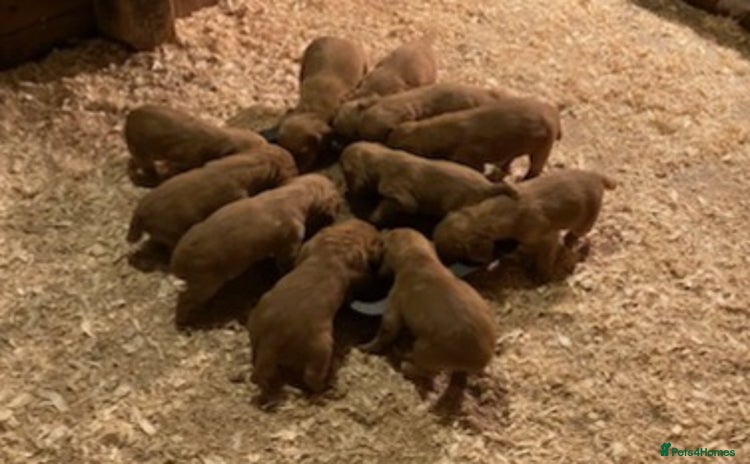 Cocker Spaniel dogs - Advert 5