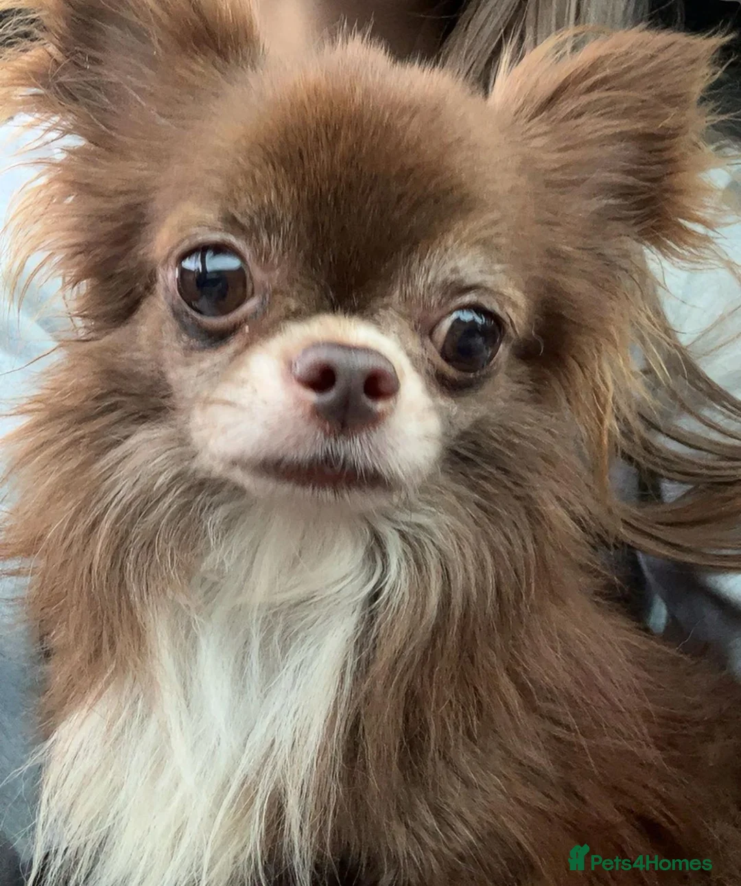 Chihuahua dogs for stud: Chihuahua for STUD - Advert 2