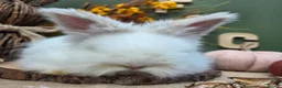 Angora rabbits for sale: Last 2 English Angora Bucks - Advert 5