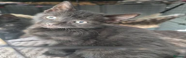 Mixed Breed Kitten 1