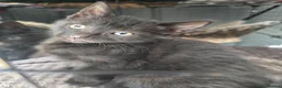 Mixed Breed cats for sale: Stunning black, chocolate and grey tabbys  - Advert 11