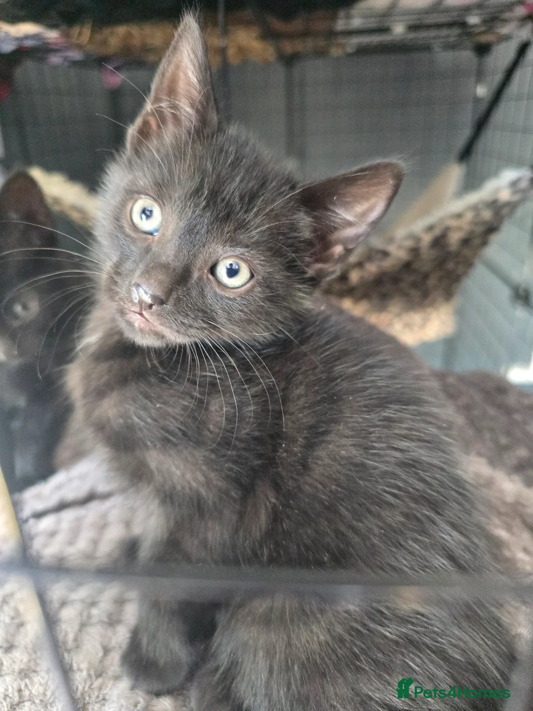 Mixed Breed cats for sale: Stunning black, chocolate and grey tabbys  - Advert 11