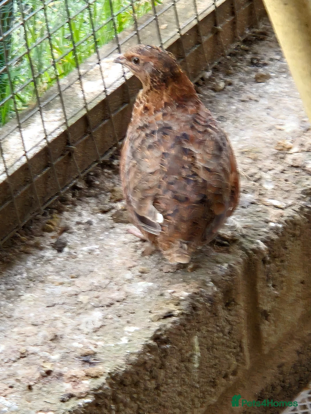 Quail poultry for sale: Mixed Quail for sale in Luton - Advert 2