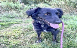 Mixed Breed dogs for adoption: Ruby – Gentle, Silly, Escape-Artist Extraordinaire - Image 12