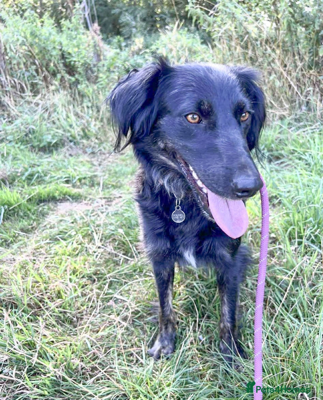 Mixed Breed dogs for adoption: Ruby – Gentle, Silly, Escape-Artist Extraordinaire - Image 12