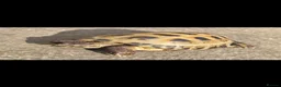 Tortoise reptiles for sale: Male tortoise in Colne - Advert 7