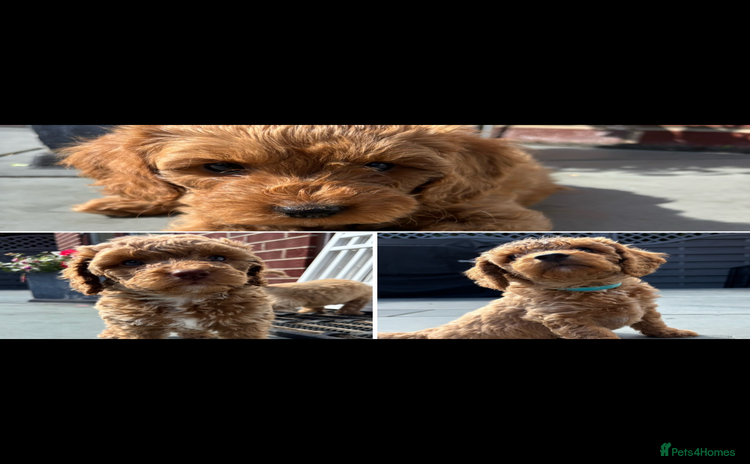 Cockapoo dogs - Advert 1