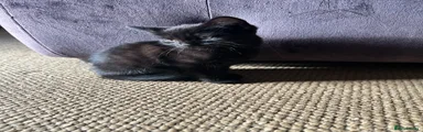 Male