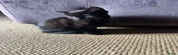 Mixed Breed cats for sale: Mixed breed Kittens  - Advert 2