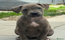 American Bulldog dogs for sale: Ivory 9 week old puppy for sale  - Image 4