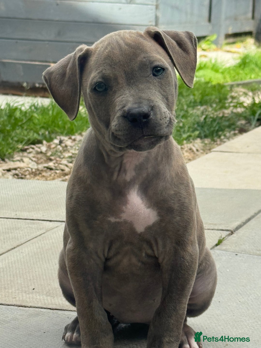 American Bulldog dogs for sale: Ivory 9 week old puppy for sale  - Image 4