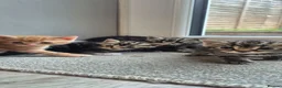 Mixed Breed cats for sale: Beautiful stripey ginger/tabby kittens.  - Advert 6