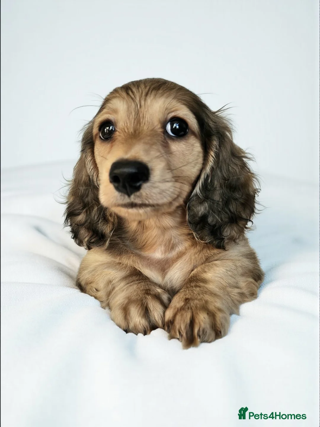 Miniature Dachshund dogs for sale: Shaded Cream Miniature Long Haired Dachshunds - Advert 1