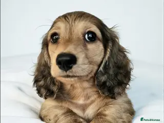 Miniature Dachshund dogs Shaded Cream Miniature Long Haired Dachshunds - Advert 15