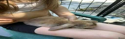 Mini Lop rabbits for sale: Gorgeous Mini Lop Babies various colours  - Advert 17