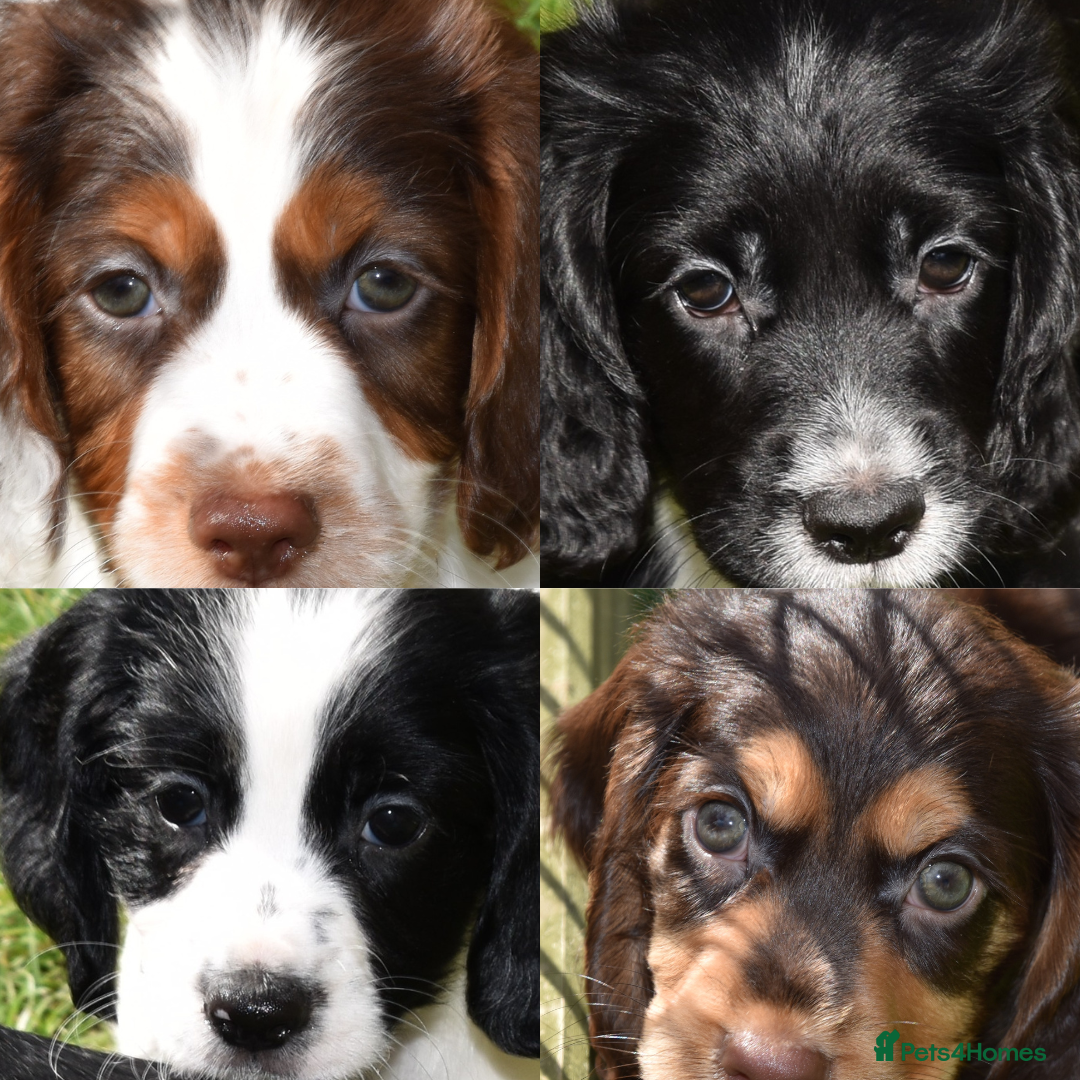 Cocker Spaniel dogs for sale: Kc Reg Working Cocker Spaniels. - Image 6