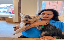 Yorkshire Terrier dogs for sale: Naughty needs a new lovely home  - Image 5