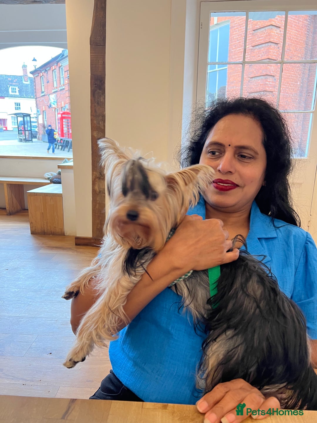 Yorkshire Terrier dogs for sale: Naughty needs a new lovely home  - Image 5