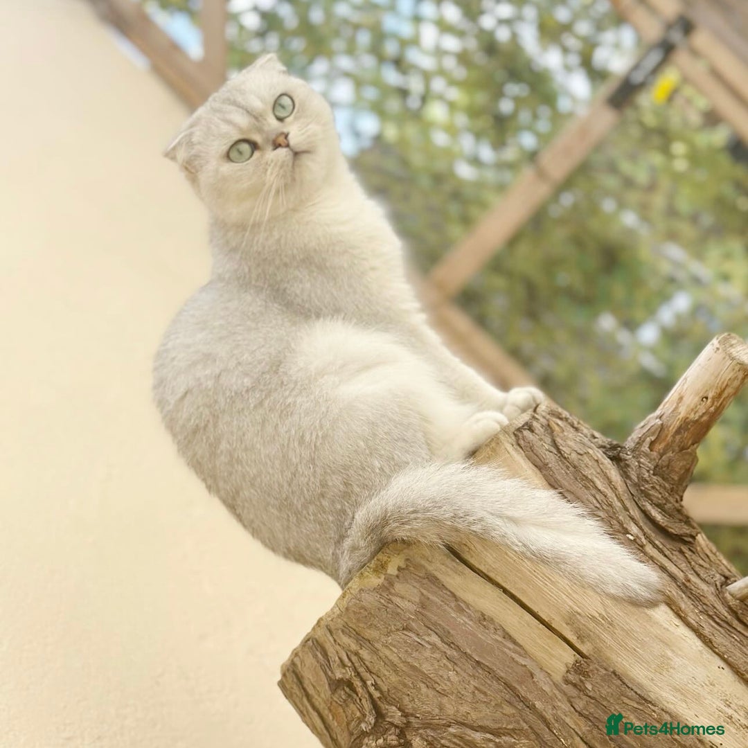 Scottish Fold cats for sale: Silver Tabby Scottish Fold Kittens  - Advert 2