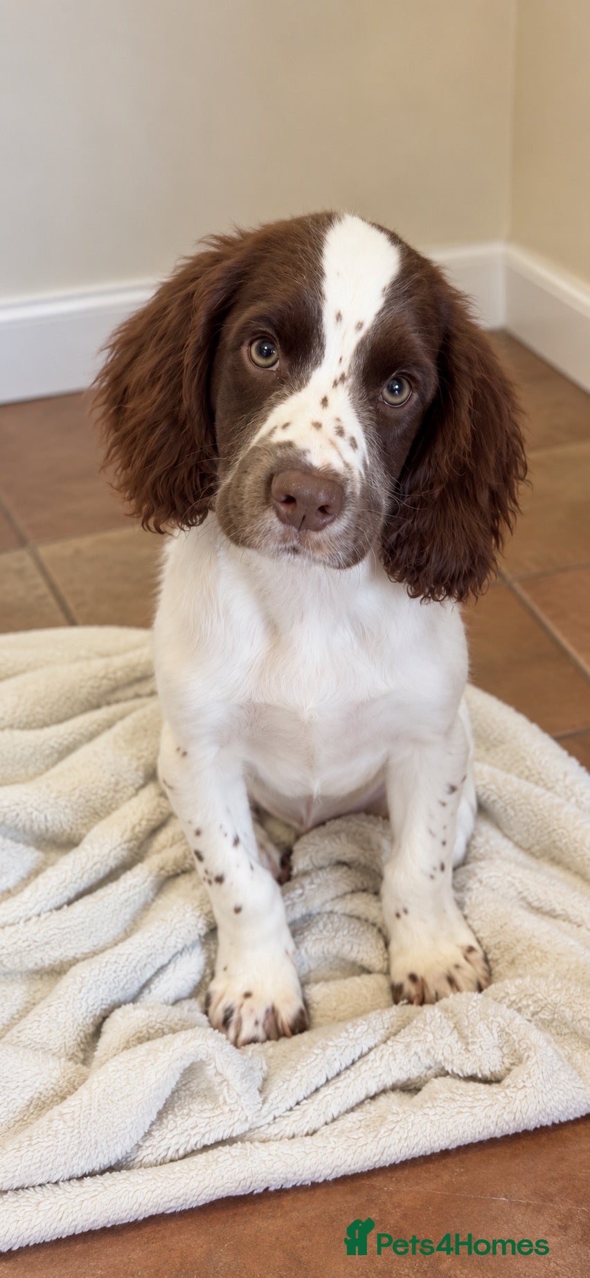 English Springer Spaniel dogs 1 boy left. Heath Tested Springer Spaniel Pups - Advert 1