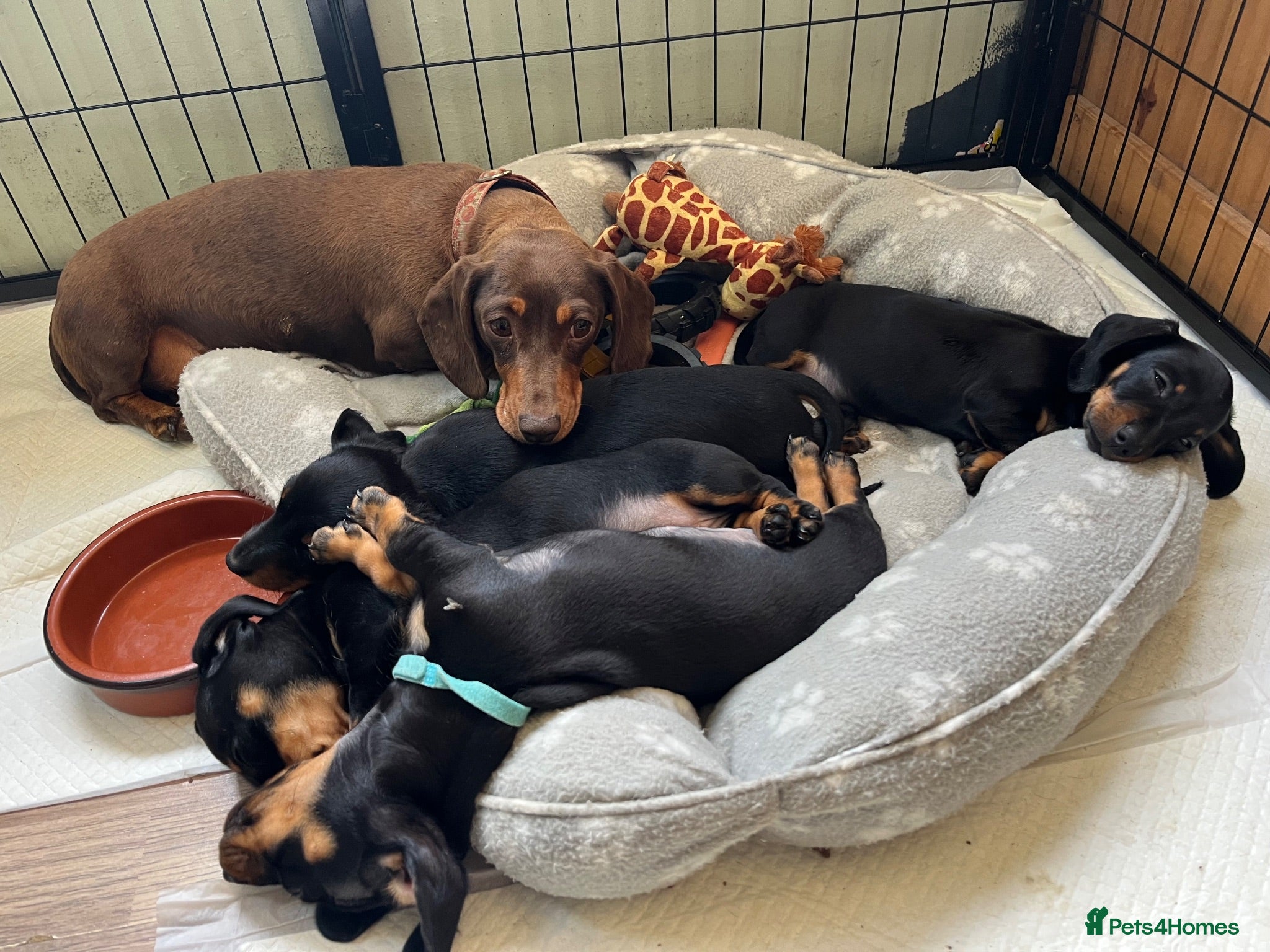 Miniature Dachshund dogs Kc reg miniature dachshunds - 2 girls - 2 boys  - Advert 12