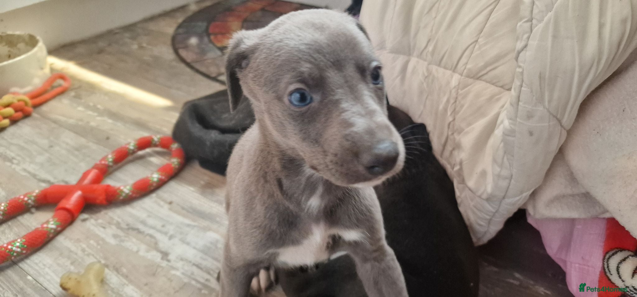 Whippet dogs Whippet puppies ready to reserve - Advert 8