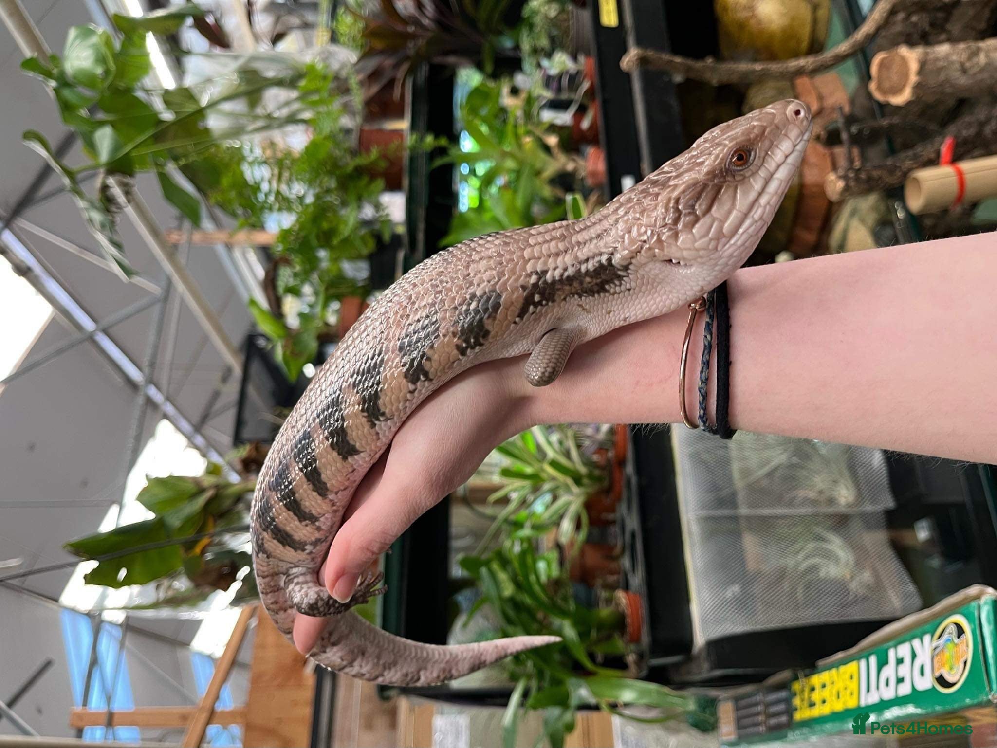Skink reptiles Friendly Northern Blue Tongue Skink with 4ft Viv - Advert 1