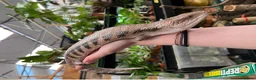 Skink reptiles for sale: Friendly Northern Blue Tongue Skink with 4ft Viv  - Advert 1
