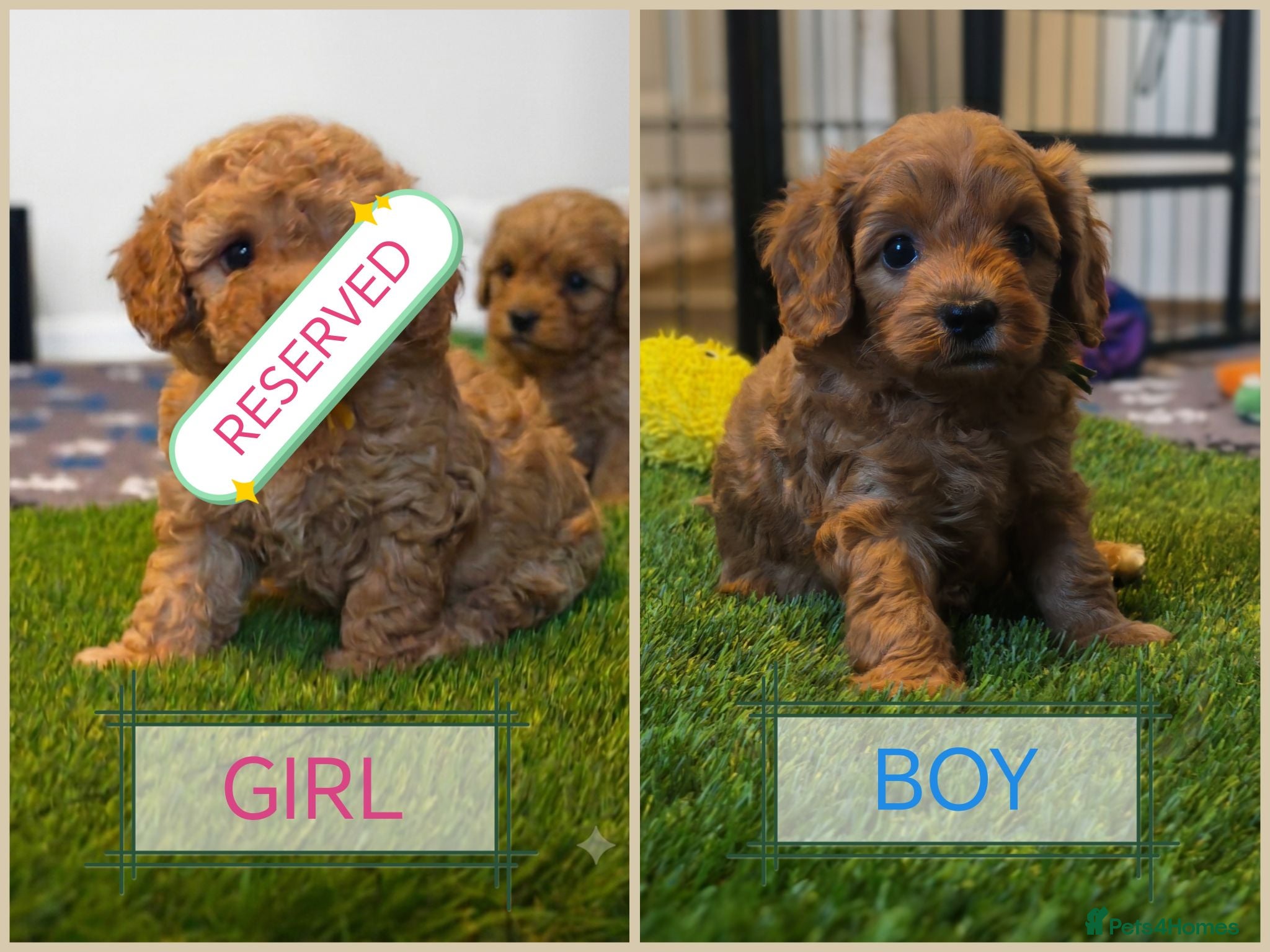 Cavapoo dogs Gorgeous Cavapoo Boy Available  - Advert 1