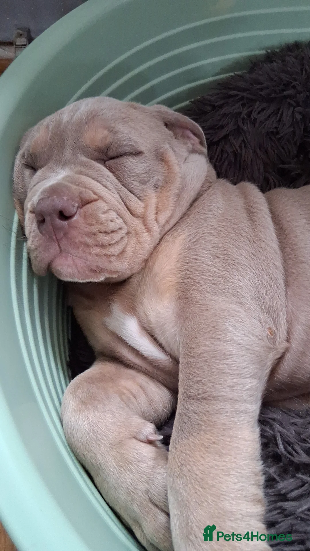 Mixed Breed dogs for sale: Stanley - Advert 2