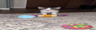 Domestic Shorthair Kitten. 