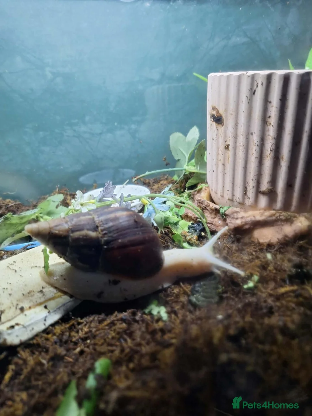 Snails invertebrates for sale: Giant African land snails in Cumnock - Advert 2