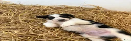 Border Collie dogs for sale: Beautiful Border Collie Pups - Advert 17