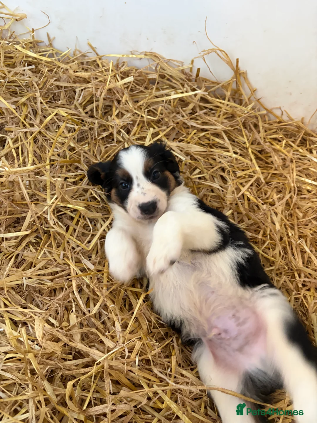 Border Collie dogs for sale: Beautiful Border Collie Pups - Advert 17