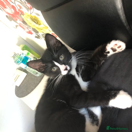 Domestic Shorthair cats - Advert 15