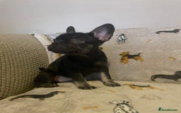 French Bulldog dogs for sale: Fully vaccinated females, males vet checked  - Image 5