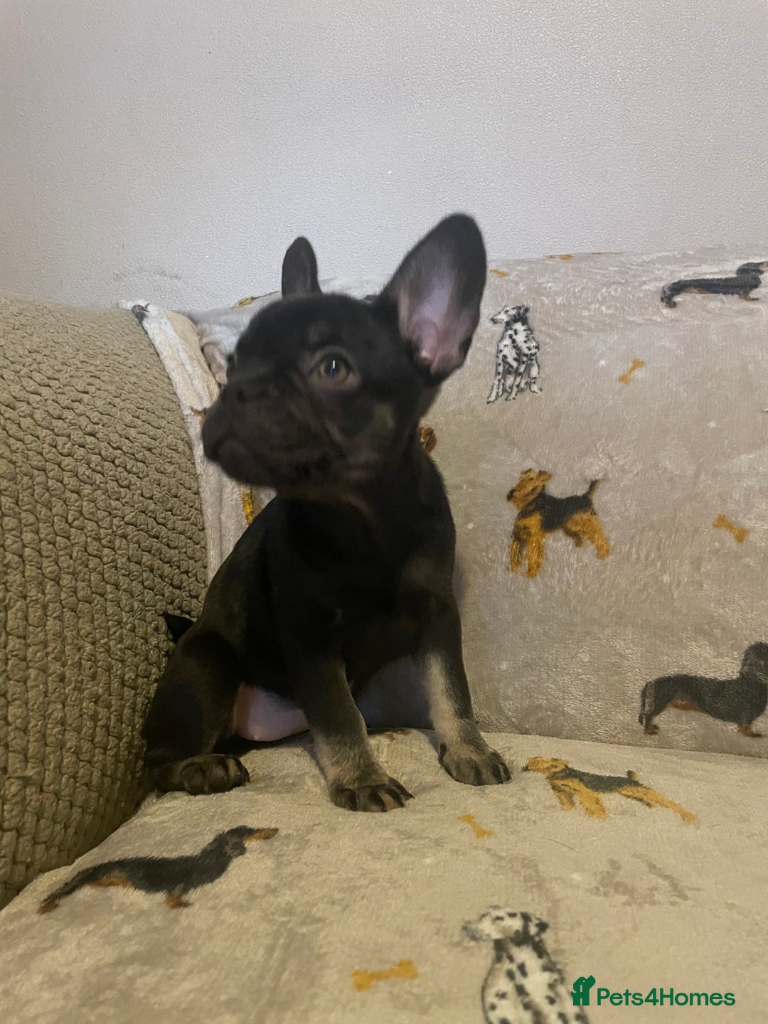 French Bulldog dogs for sale: Fully vaccinated females, males vet checked  - Image 5