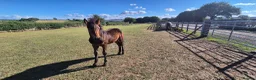 Connemara horses for sale: Top class showing prospect in Holywell - Advert 2