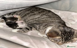 Bengal cats for sale: Boy bengul kitten 2weeks 5 days old - Image 7