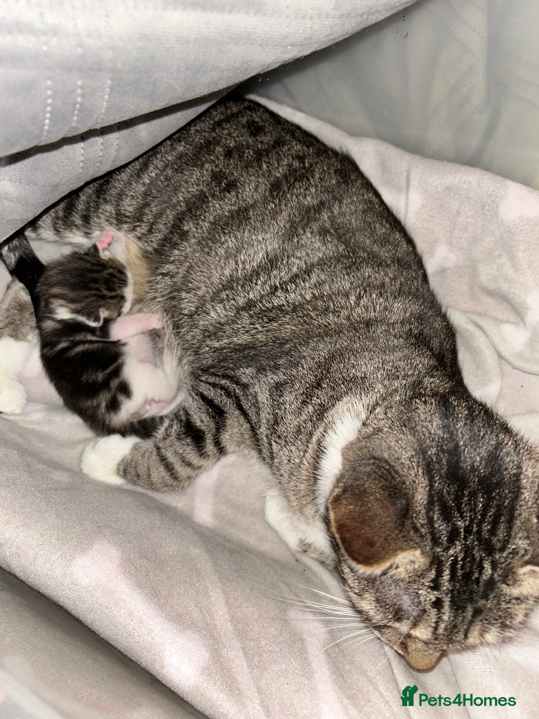 Bengal cats for sale: Boy bengul kitten 2weeks 5 days old - Image 7