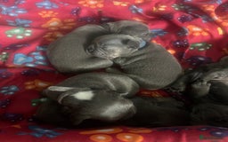 French Bulldog dogs for sale: french bulldog puppies  - Image 5