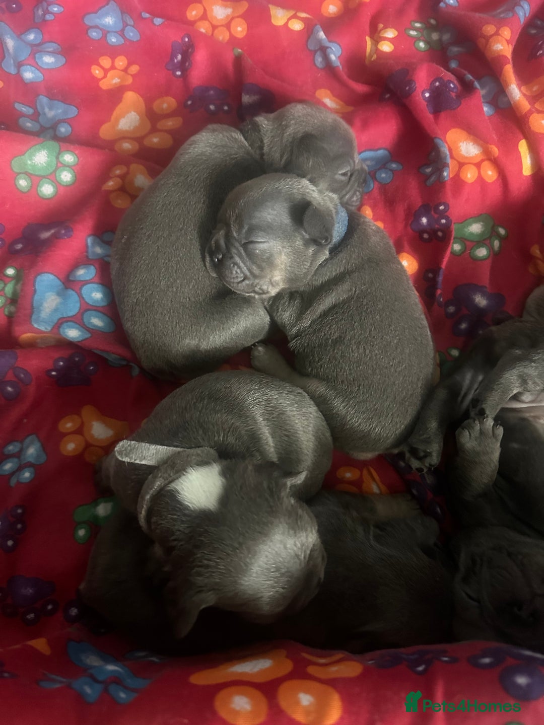French Bulldog dogs for sale: french bulldog puppies  - Image 5