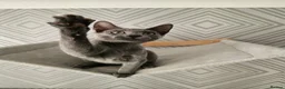 Russian Blue cats for sale: GCCF Registered Russian Blue Kittens - Advert 11