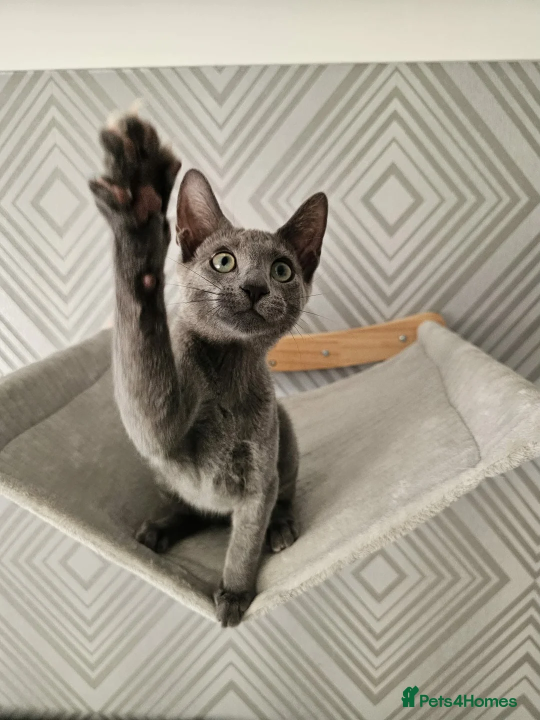 Russian Blue cats for sale: GCCF Registered Russian Blue Kittens - Advert 11