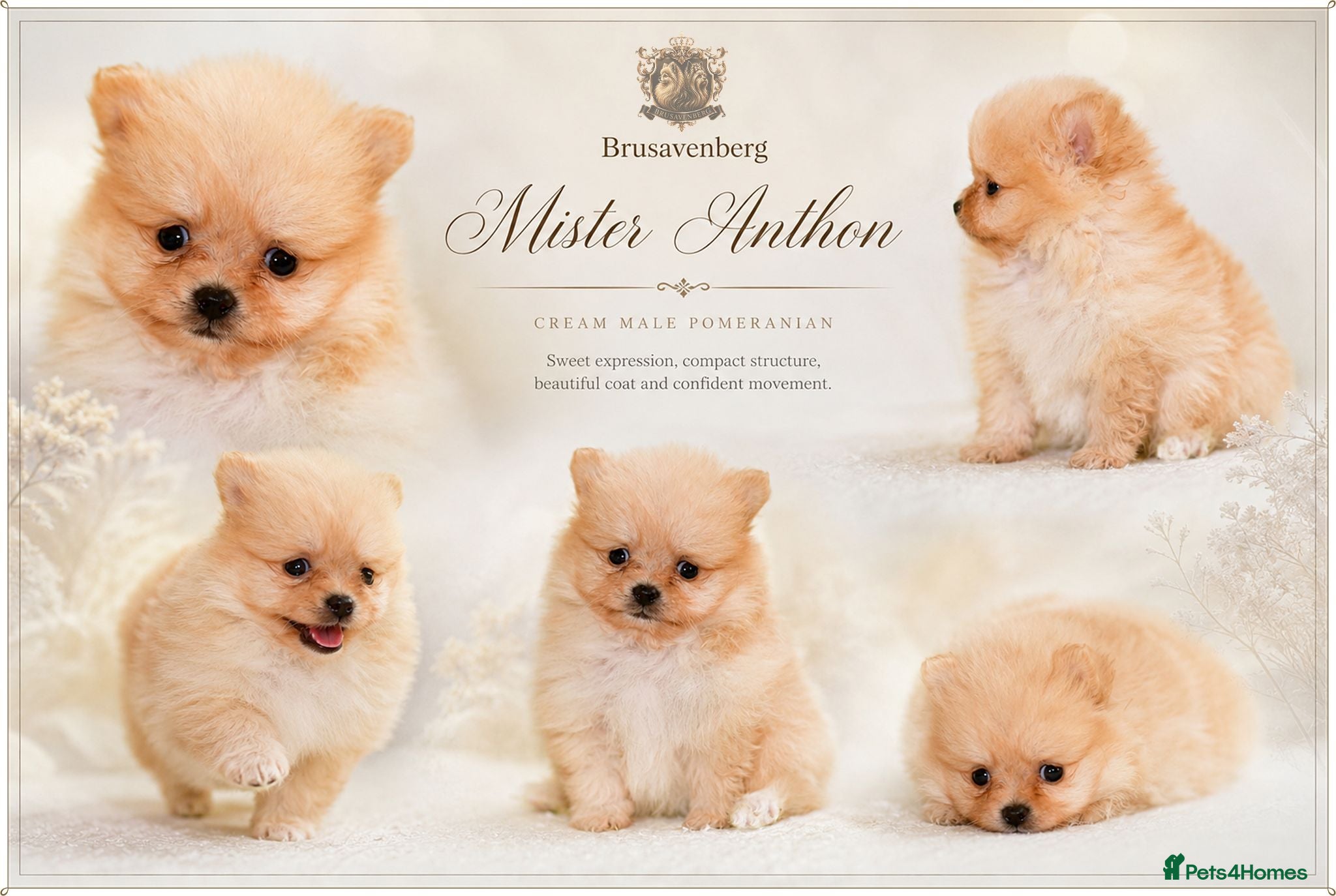 Pomeranian dogs RKC DNA MINIATURE SHORT MUZZLE DOUBLE COAT POMS - Advert 10