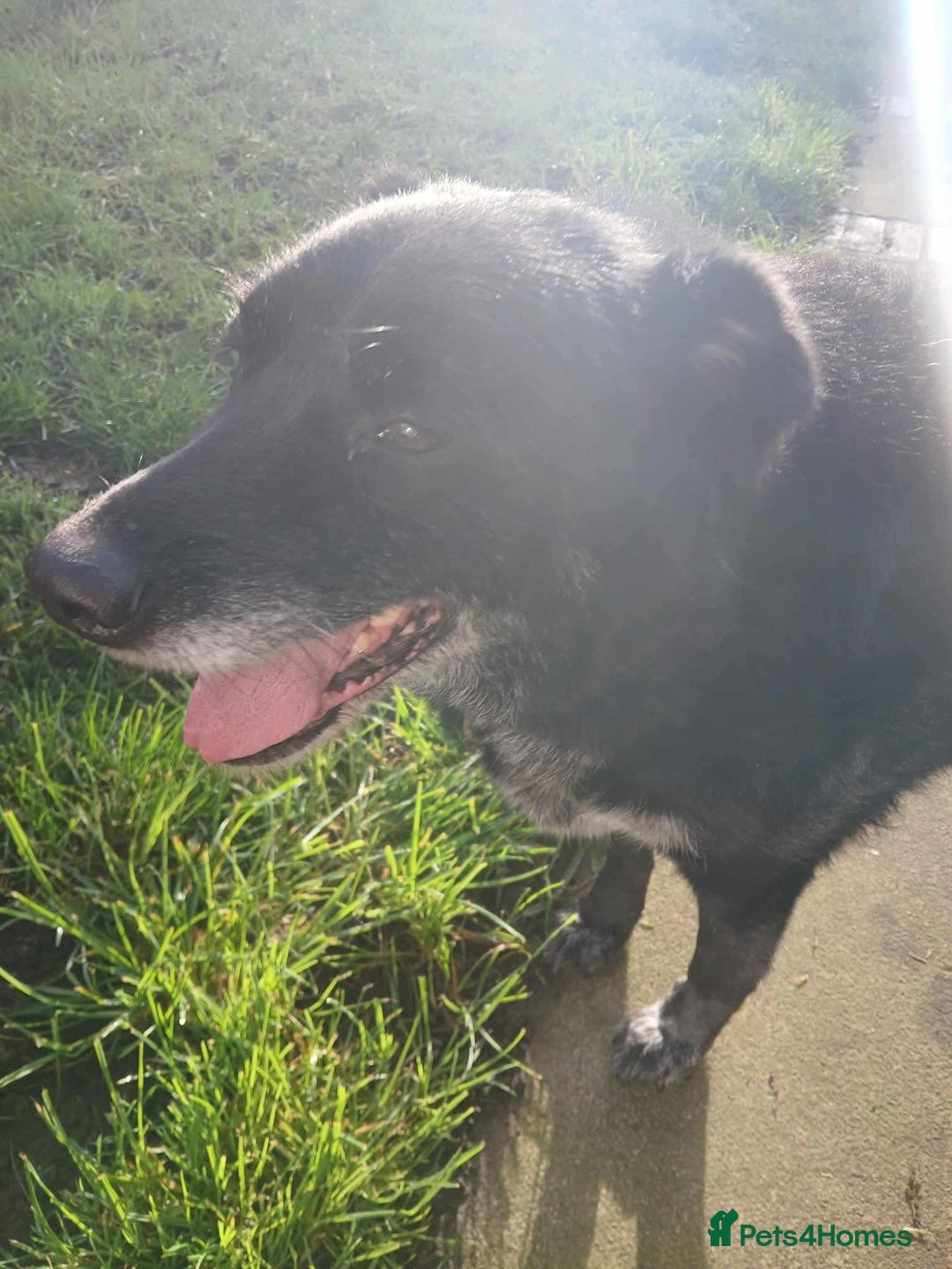 Mixed Breed dogs for adoption: 💕 Meet Rocky – The Perfect Gentleman 💕 - Advert 4