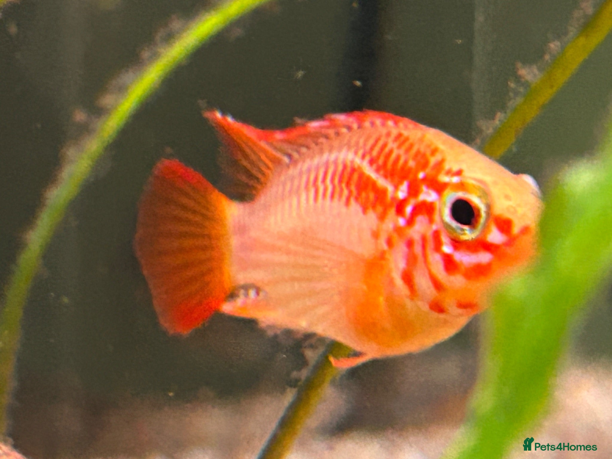 Other/Mixed Breed fish L260 Pleco Apistogramma Macmasteri Peppered Cory  - Advert 10