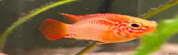 Other/Mixed Breed fish for sale: L260 Pleco Apistogramma Macmasteri Peppered Cory  - Advert 2